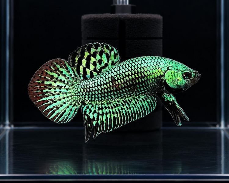 Male Steal Green Alien Betta Fighting Fish - 5cm